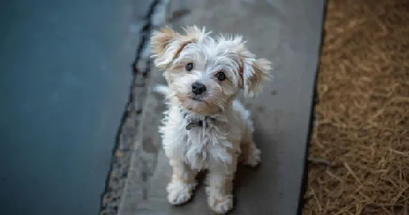 AI Pixalate Photo Filter